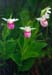 ladyslippers