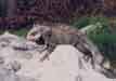 Iguana